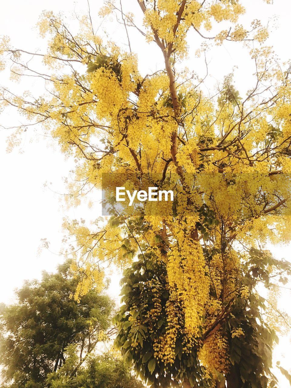 LOW ANGLE VIEW OF TREE