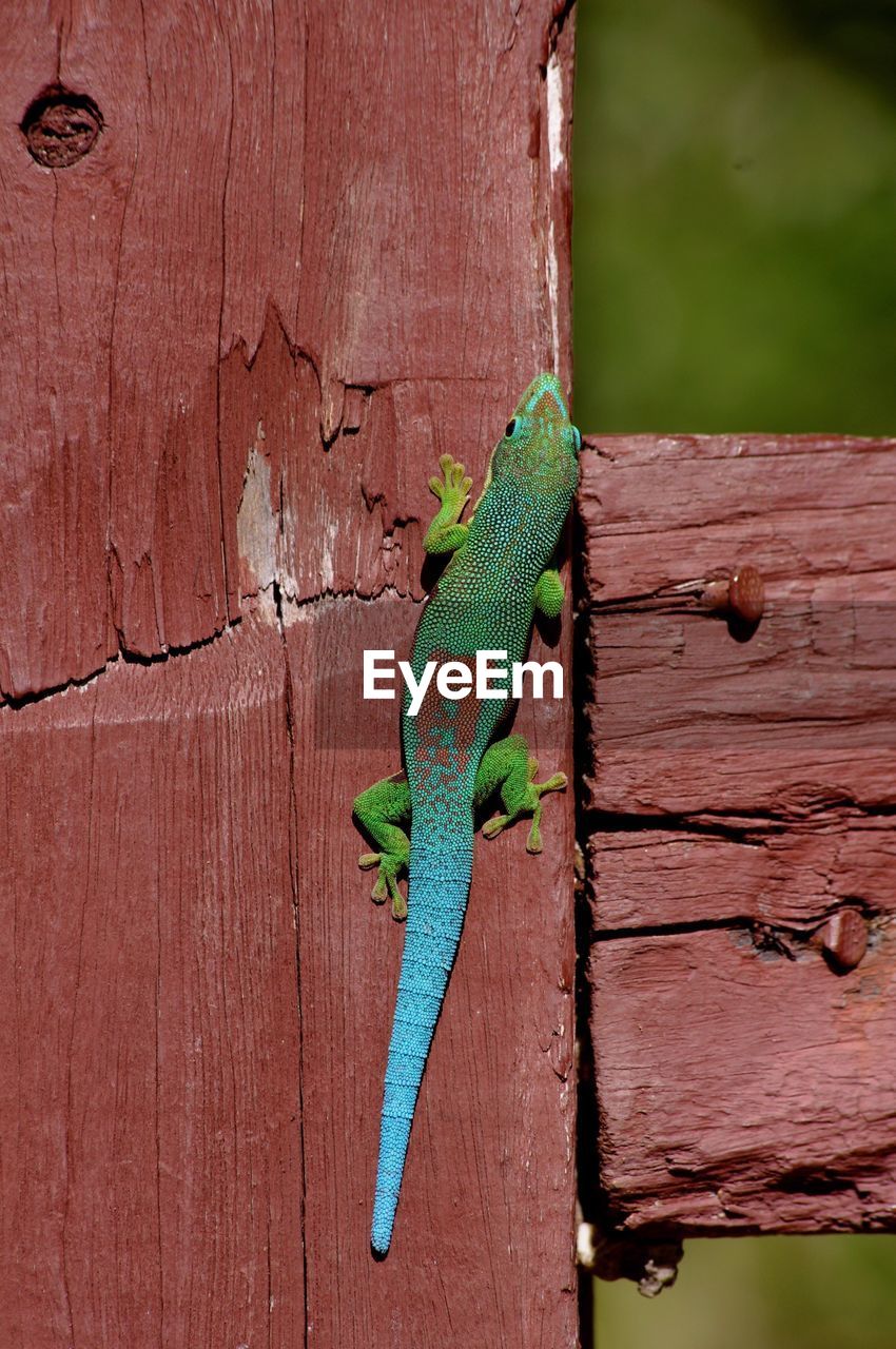 Close-up of gecko on wooden plank