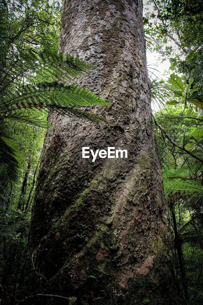 LOW ANGLE VIEW OF TREE TRUNK