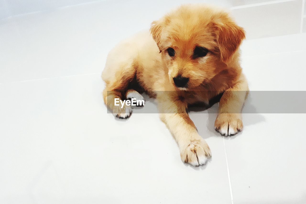 CLOSE-UP OF PUPPY ON FLOOR