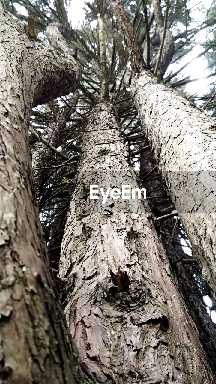 LOW ANGLE VIEW OF BARE TREE IN FOREST