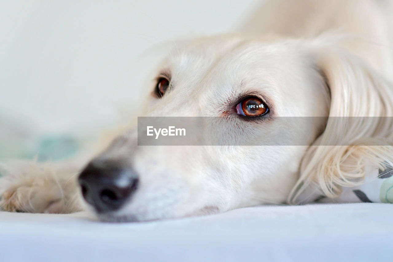 pet, one animal, dog, canine, animal themes, animal, domestic animals, mammal, white, close-up, relaxation, lying down, puppy, portrait, retriever, animal body part, indoors, no people, cute, golden retriever, selective focus, furniture, animal head, looking, looking at camera, resting