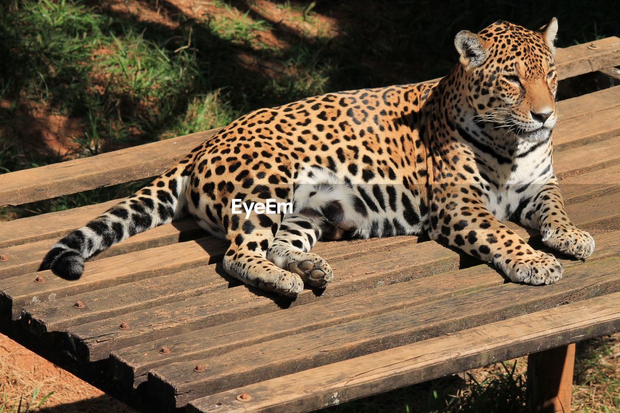 CAT SITTING ON A ZOO