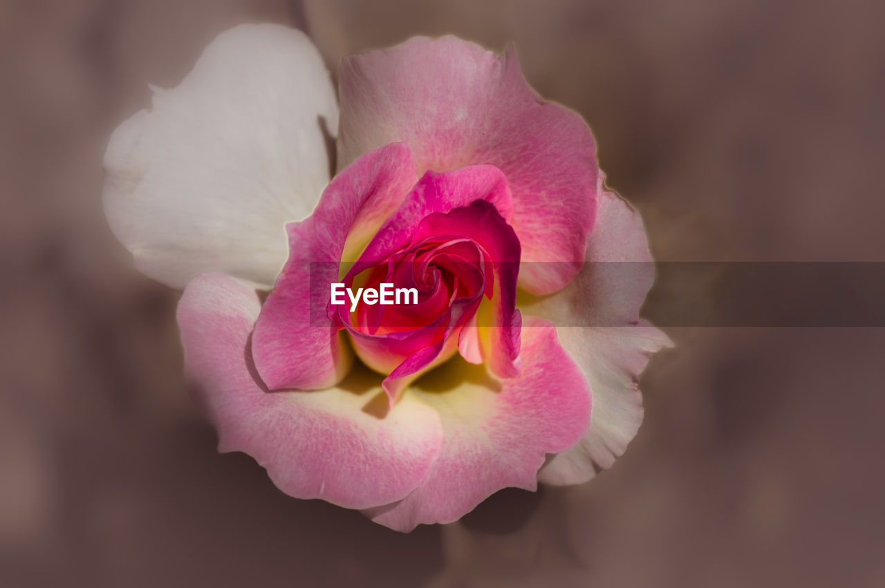 Close-up of pink rose