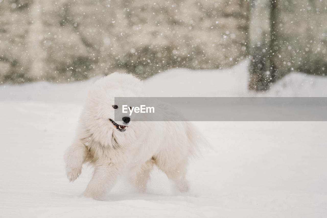 DOG ON SNOW