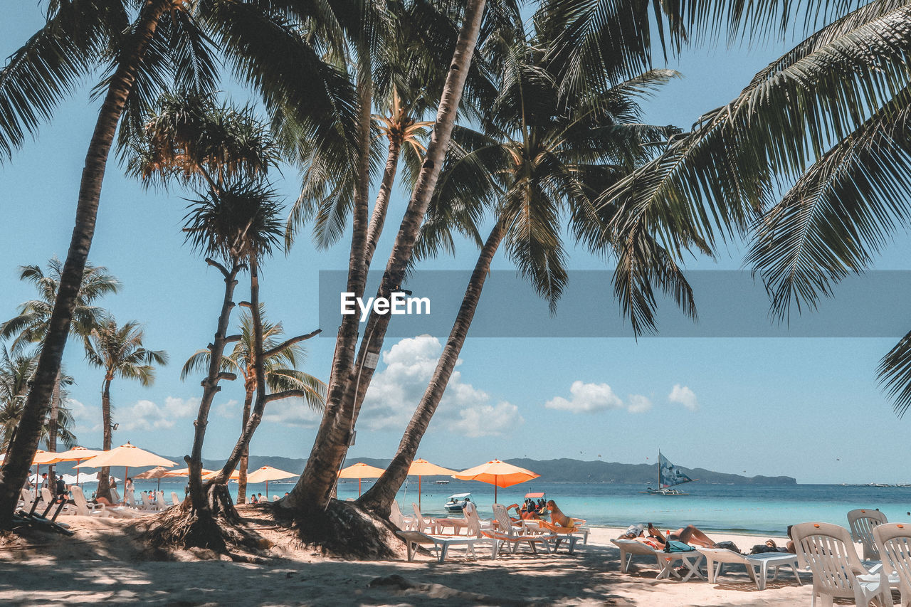 SCENIC VIEW OF PALM TREES ON BEACH