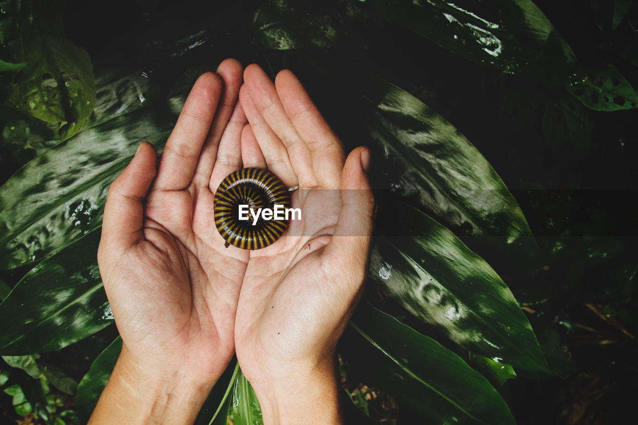 Cropped hands of person holding worm against plants