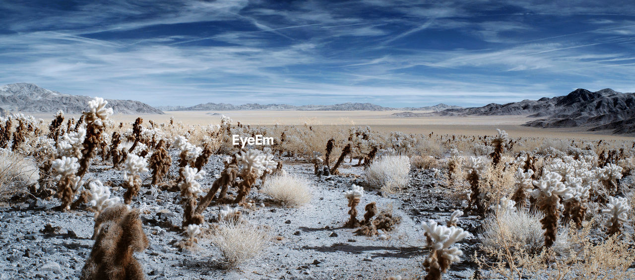 Scenic view of landscape against sky during winter