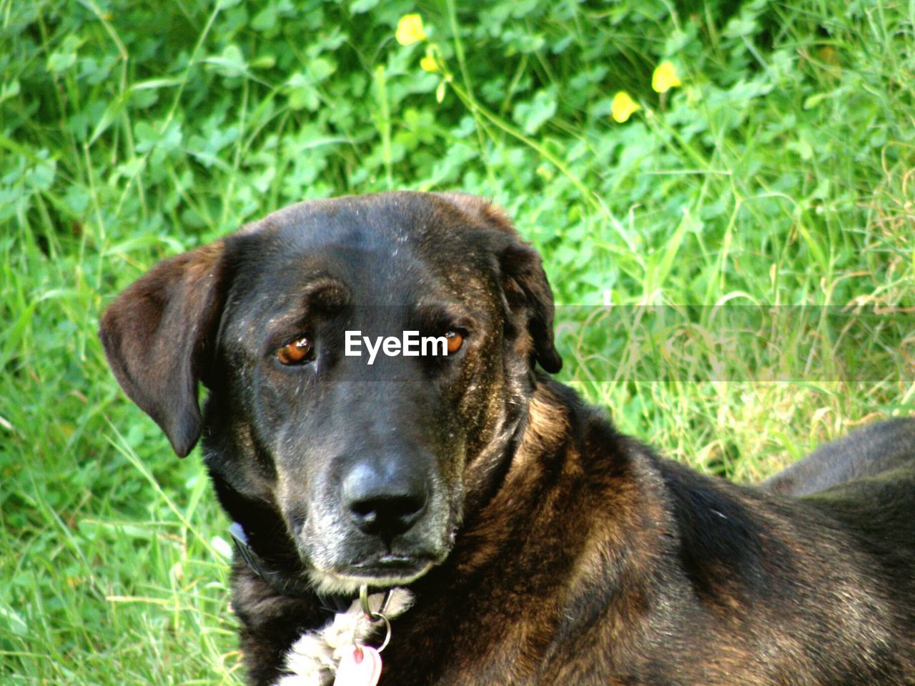 Close-up of dog on grassy field