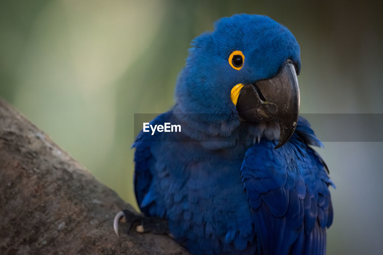 Close-up of blue parrot
