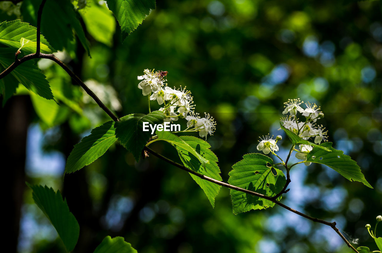 Low angle view of flowering plant on tree