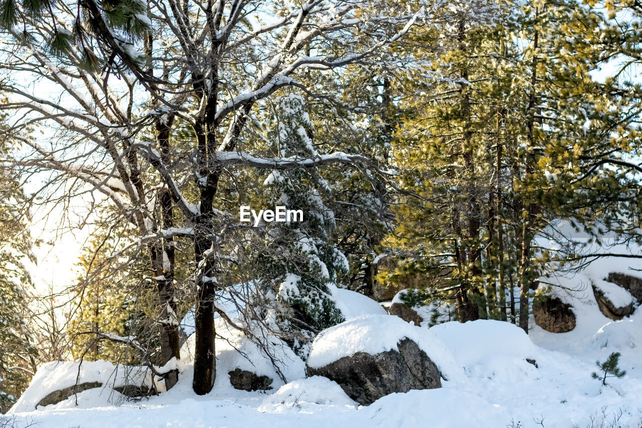 TREES IN SNOW COVERED LANDSCAPE