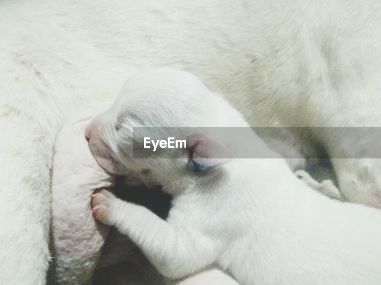 Close-up of newborn white dog