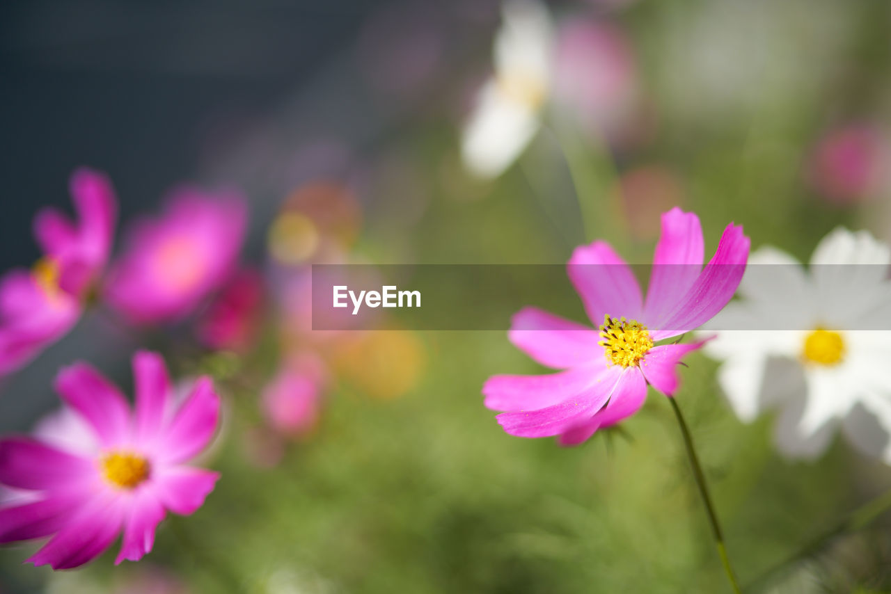 flower, flowering plant, plant, freshness, garden cosmos, beauty in nature, pink, close-up, flower head, petal, nature, fragility, cosmos, inflorescence, macro photography, no people, cosmos flower, focus on foreground, growth, blossom, outdoors, pollen, daisy, summer, selective focus, multi colored, springtime, wildflower, purple, yellow