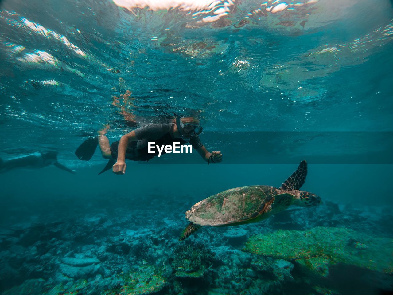 Man swimming by turtle undersea
