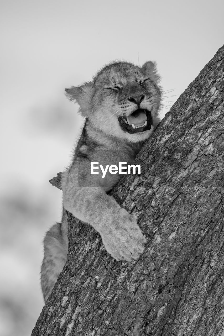 Mono lion cub lies yawning on trunk