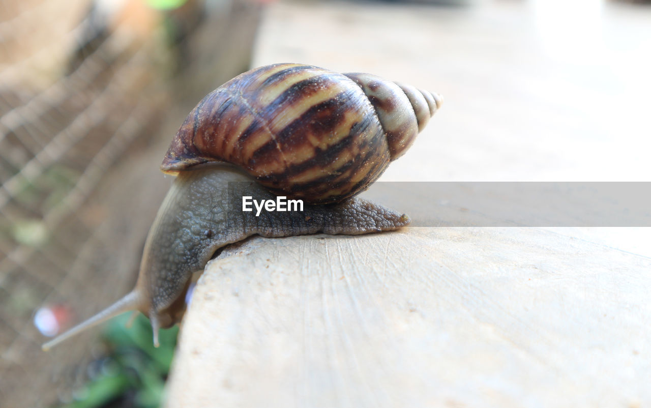 Snails walking on the cement floor, slow down.