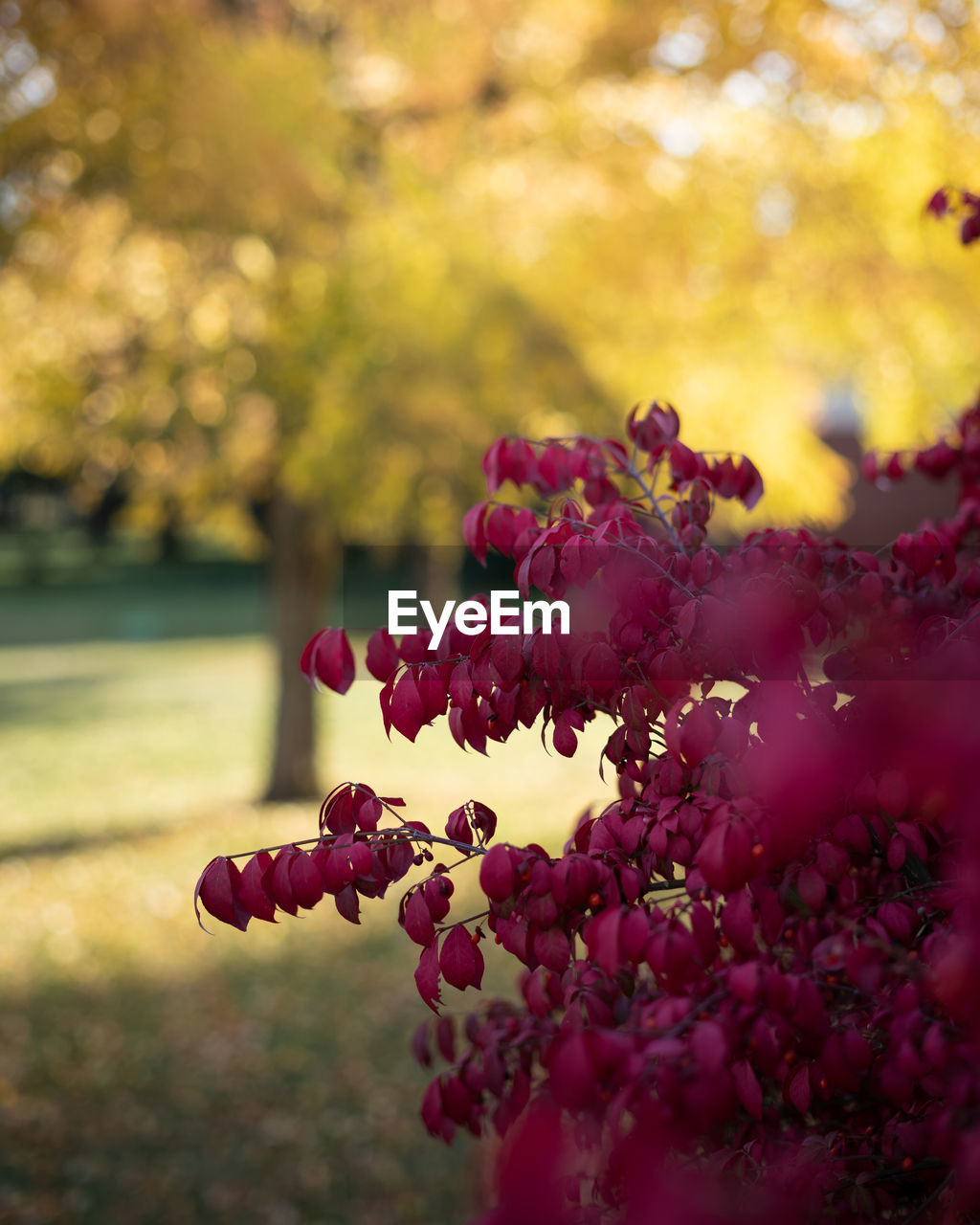 Close-up of autumn leaves