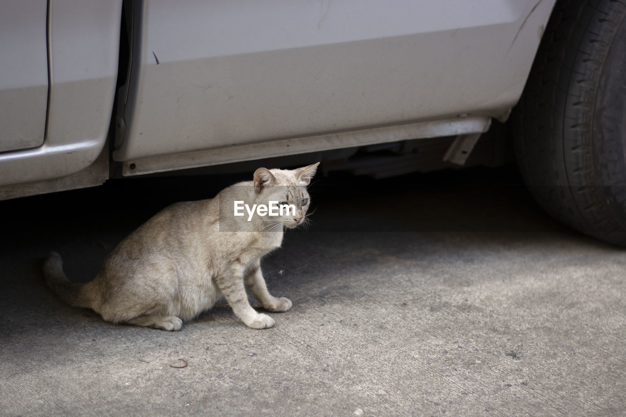 CAT SITTING IN CAR