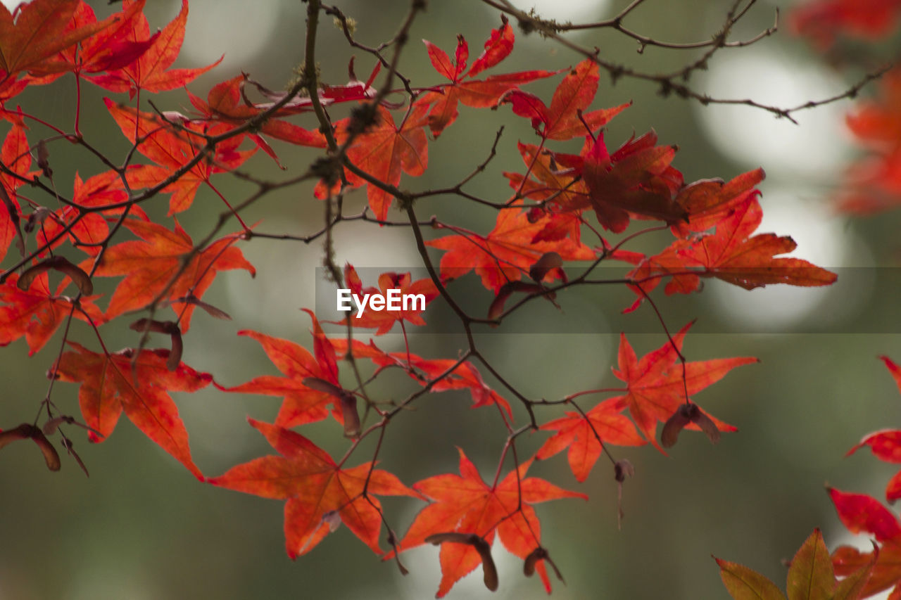 Close-up of maple leaves on tree