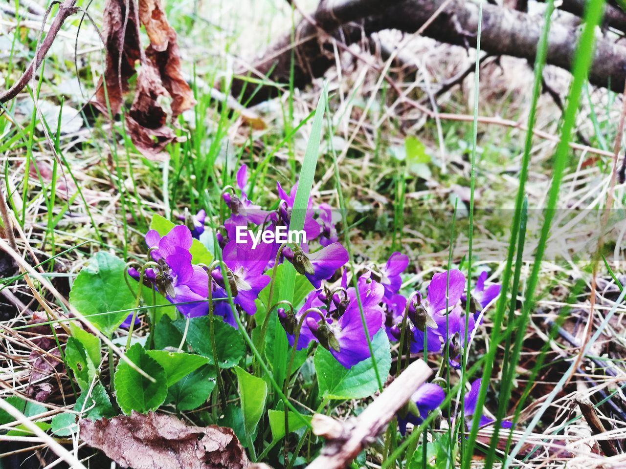 CLOSE-UP OF PURPLE CROCUS FLOWERS GROWING IN FIELD