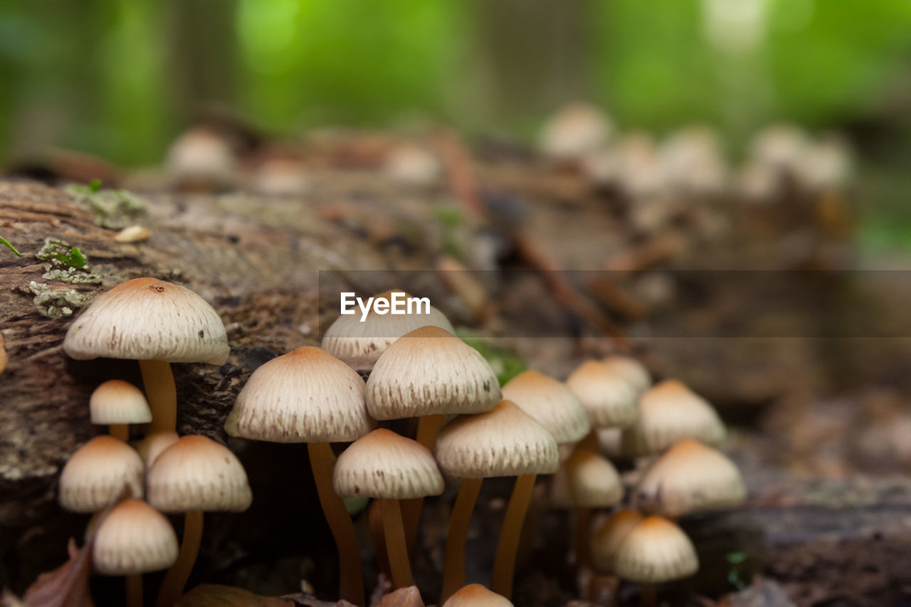 close-up of mushroom growing on field