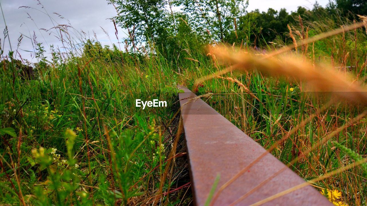 CLOSE-UP OF GRASS GROWING IN FIELD