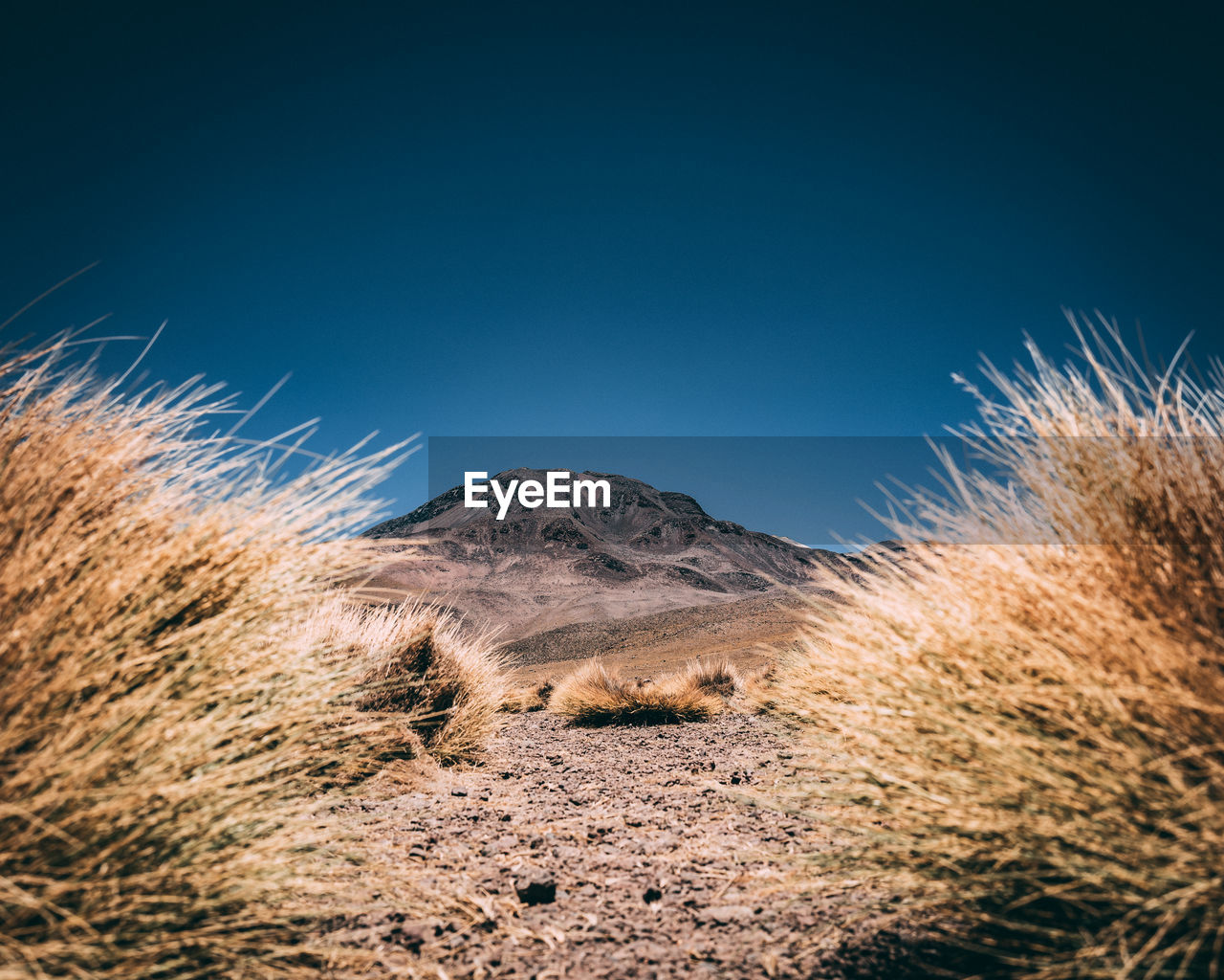 LOW ANGLE VIEW OF GRASS AGAINST CLEAR BLUE SKY