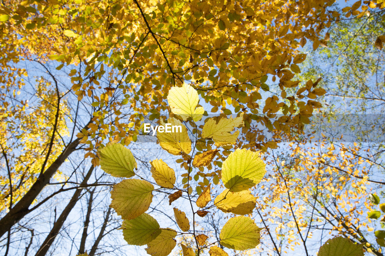 LOW ANGLE VIEW OF YELLOW FLOWERING PLANT AGAINST TREES