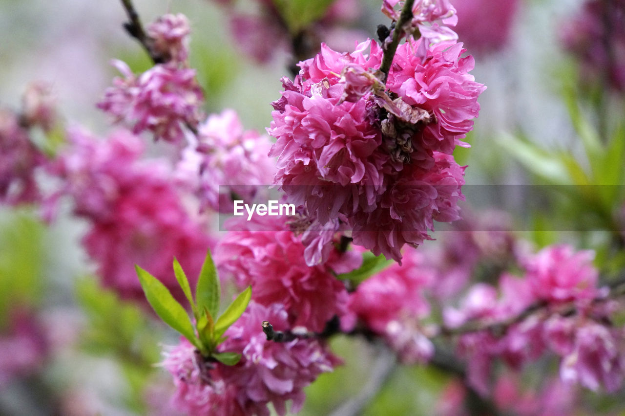 Close-up of pink flowers blooming outdoors