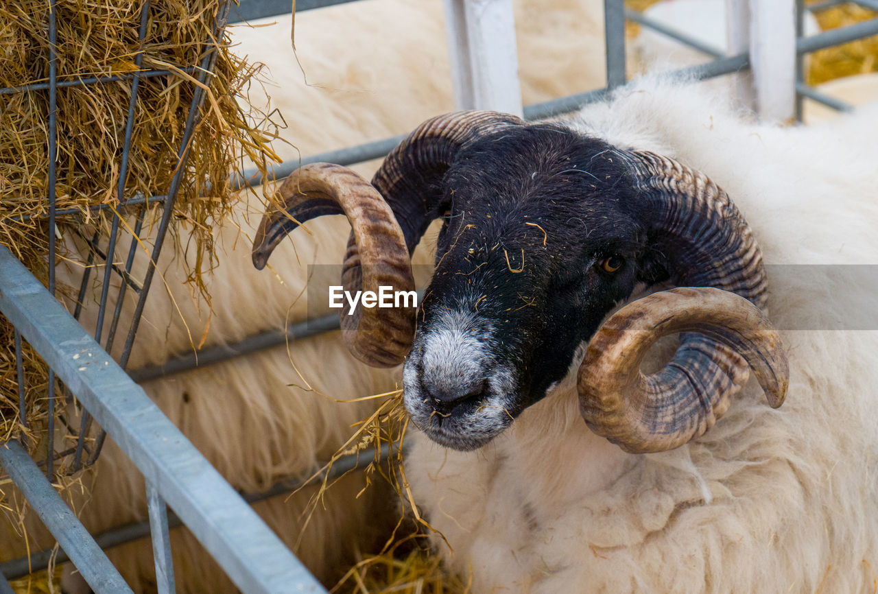 animal themes, animal, mammal, sheep, one animal, domestic animals, livestock, pet, horn, animal wildlife, no people, animal body part, nature, agriculture, wildlife, argali, outdoors, day, fence, portrait, farm, horned, zoo, hay, close-up, cattle