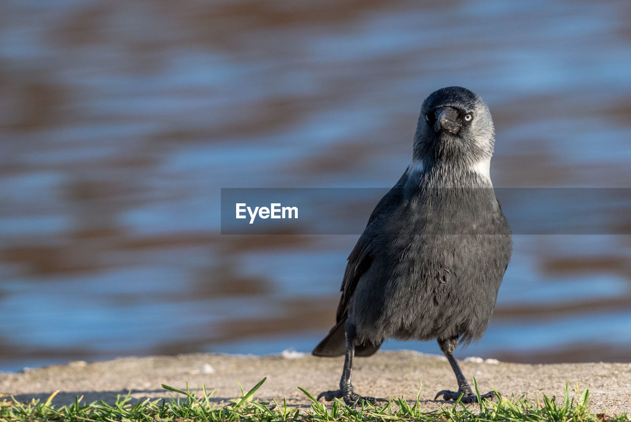 Isolated eurasian jackdaw perching on the ground in front of water