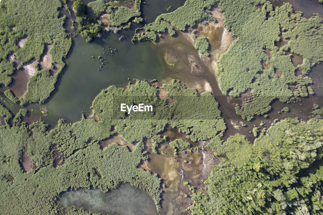 high angle view of trees in water