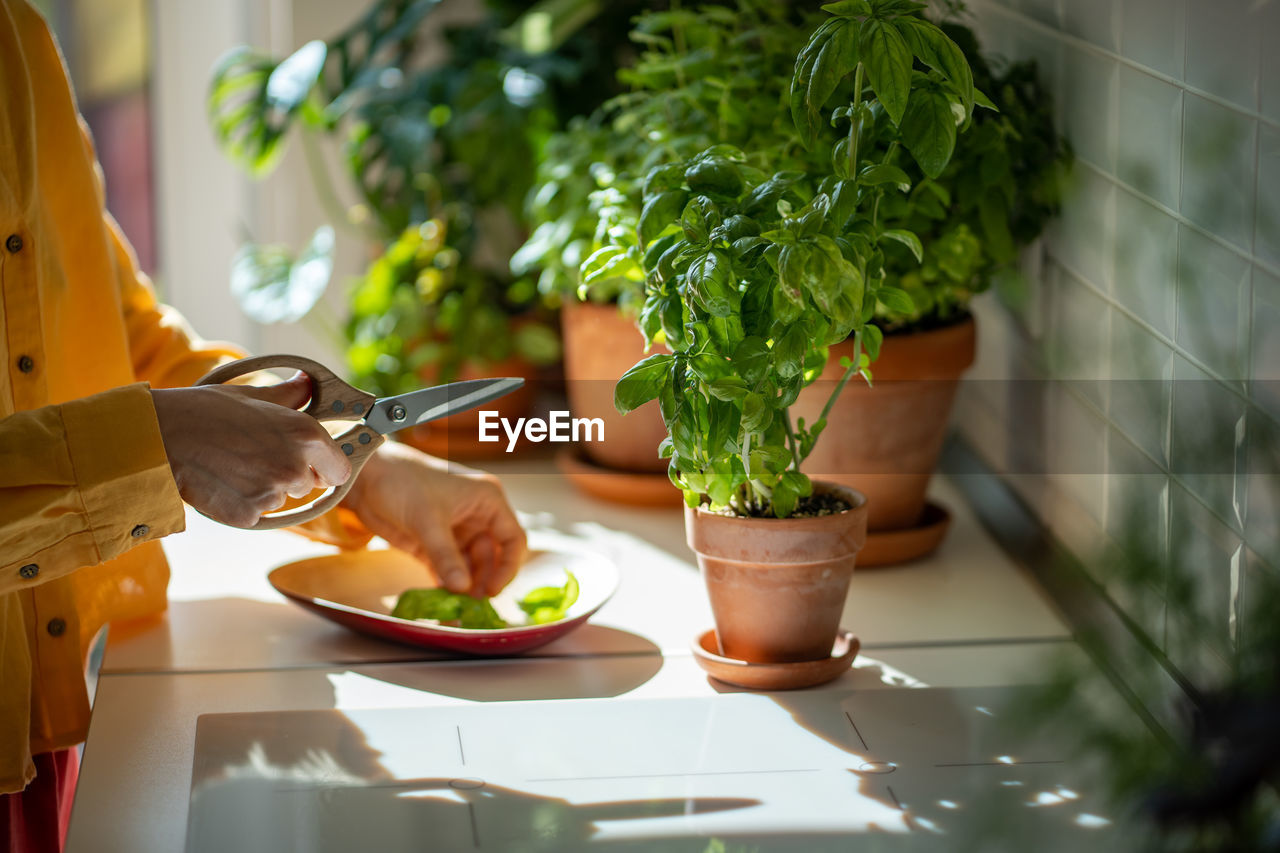 cropped hand holding potted plant in kitchen