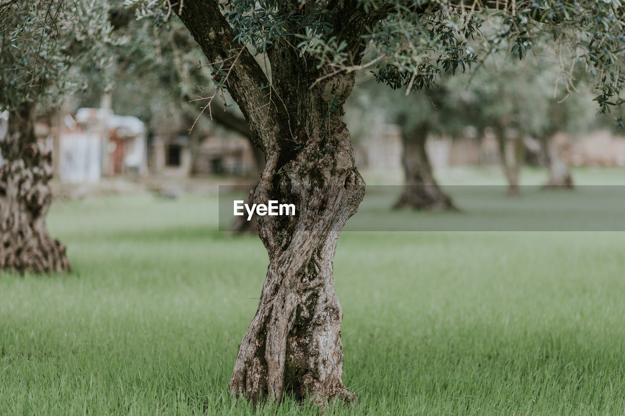 Close-up of tree trunk on field