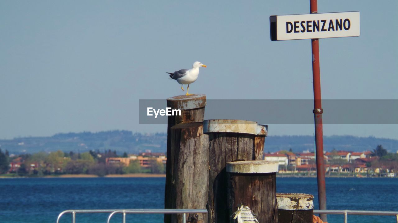 Seagull perching on wooden post by sea against clear sky