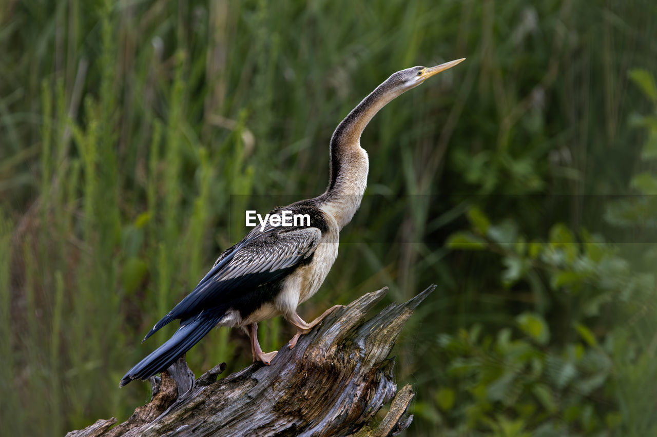 Close-up of bird perching on tree