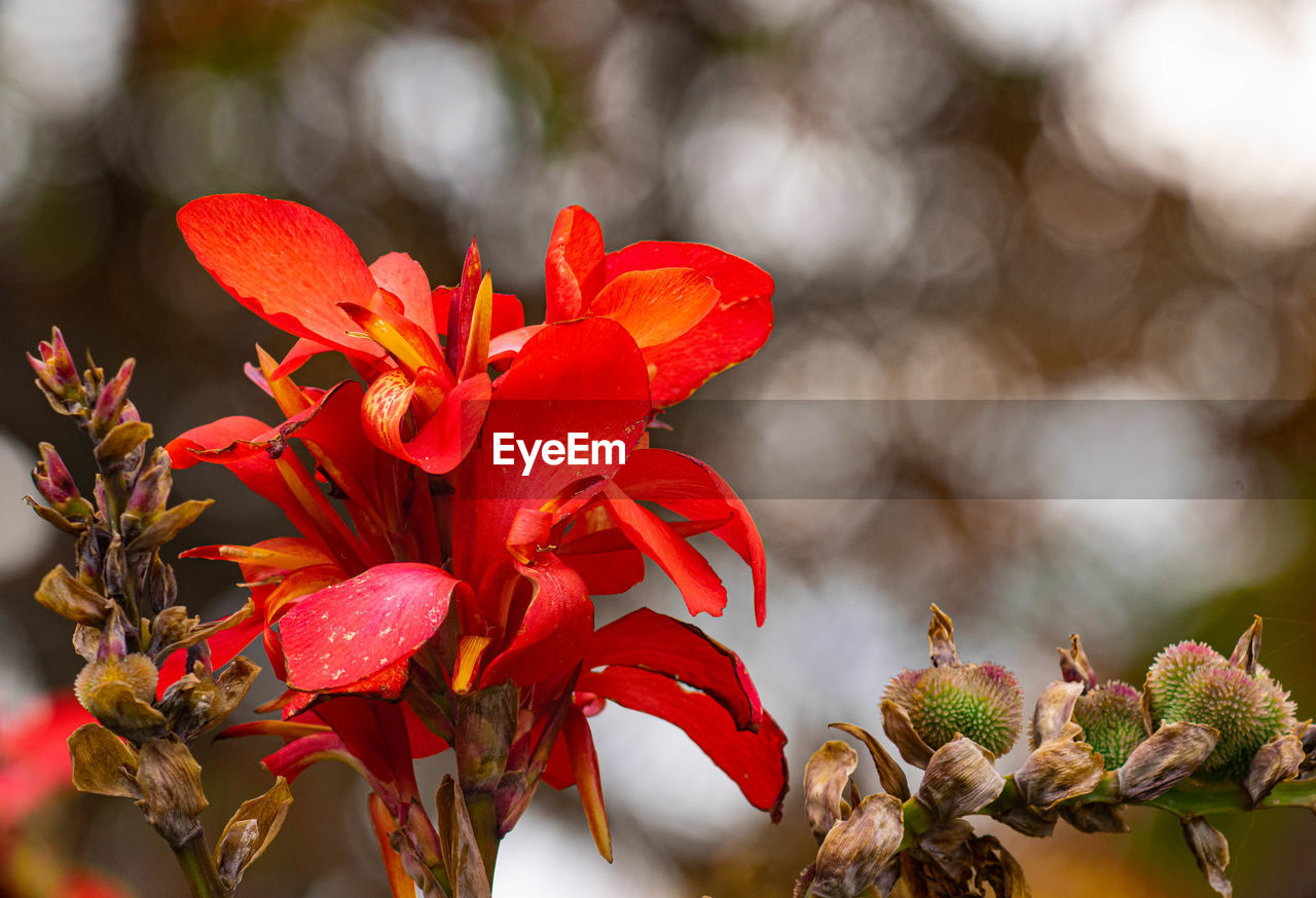 plant, flower, beauty in nature, red, flowering plant, leaf, nature, blossom, macro photography, autumn, freshness, close-up, tree, no people, shrub, outdoors, plant part, environment, petal, growth, multi colored, spring, flower head, botany, fragility, focus on foreground, springtime, tropical climate, wildflower, branch