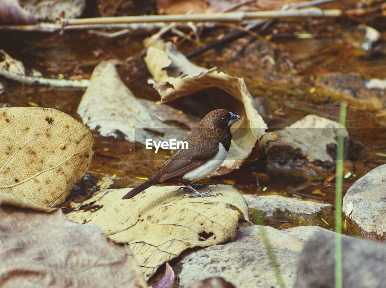 CLOSE-UP OF A BIRD