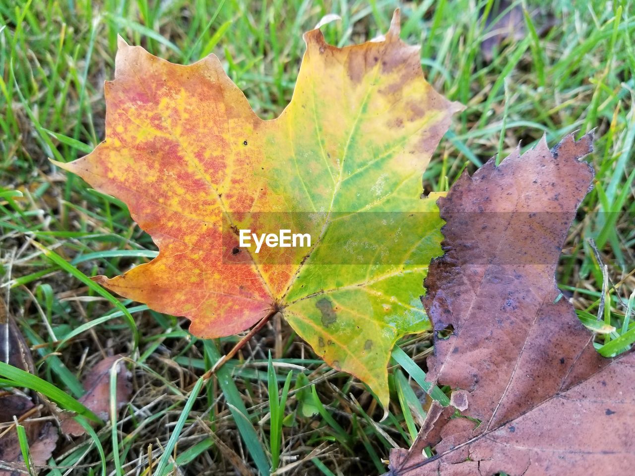Close-up of dry maple leaf on field