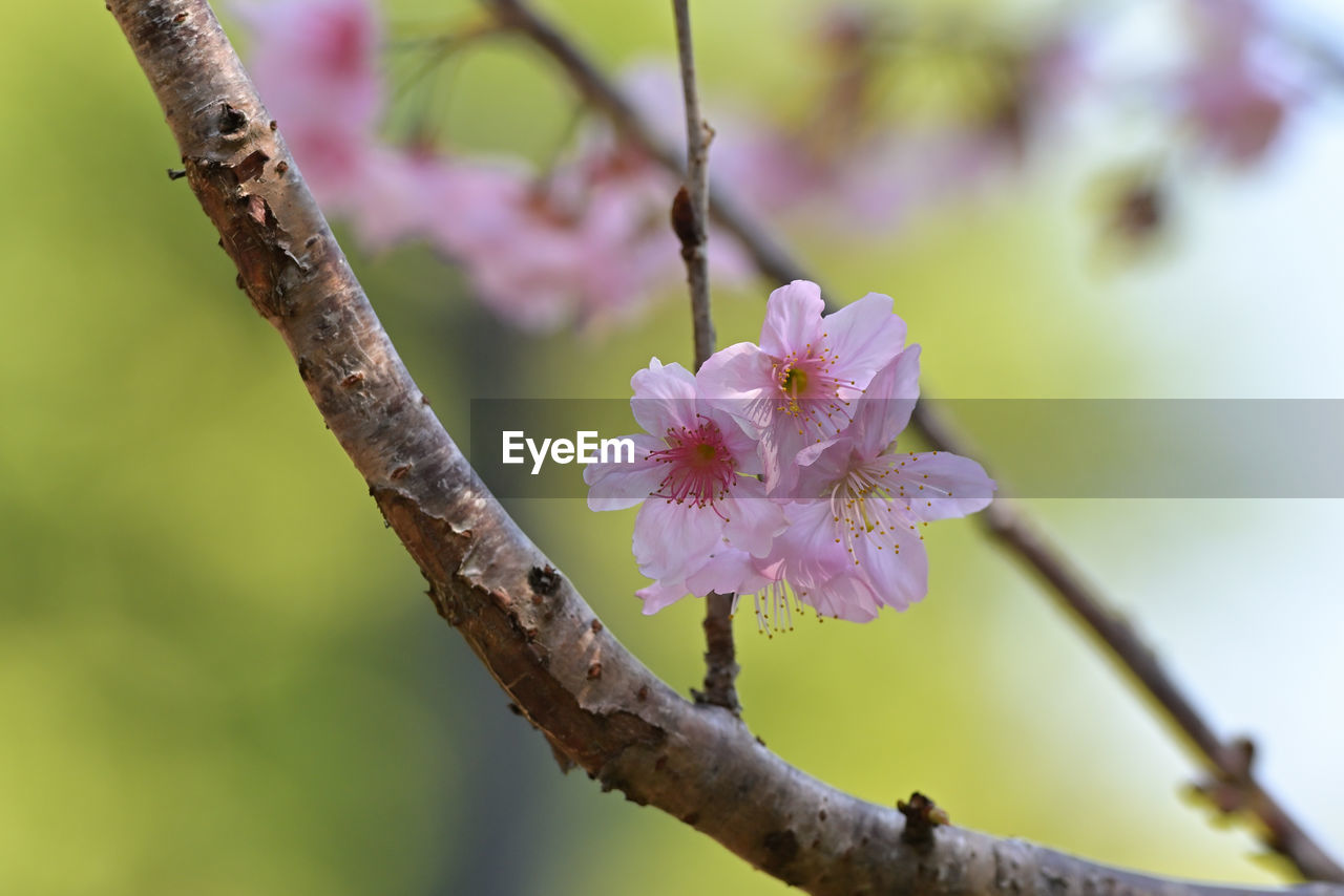 plant, flower, flowering plant, tree, beauty in nature, branch, fragility, blossom, freshness, pink, close-up, nature, springtime, produce, growth, macro photography, flower head, inflorescence, focus on foreground, petal, spring, food, no people, outdoors, twig, botany, plant stem, fruit, leaf, day, pollen, selective focus, fruit tree, cherry blossom