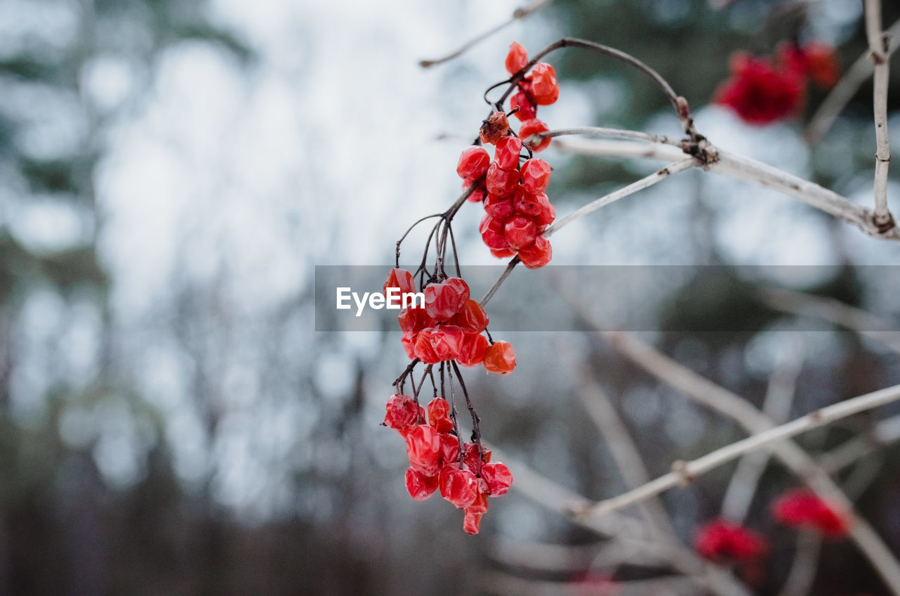 CLOSE-UP OF RED BERRIES GROWING ON PLANT