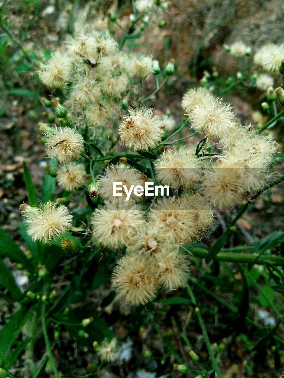 CLOSE-UP OF FLOWERS GROWING OUTDOORS