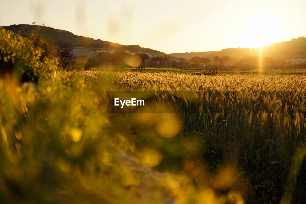 Scenic view of wheat field against sky during sunset