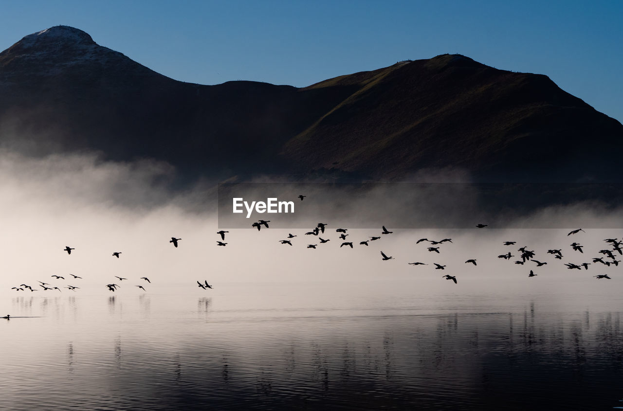 FLOCK OF BIRDS FLYING IN THE LAKE