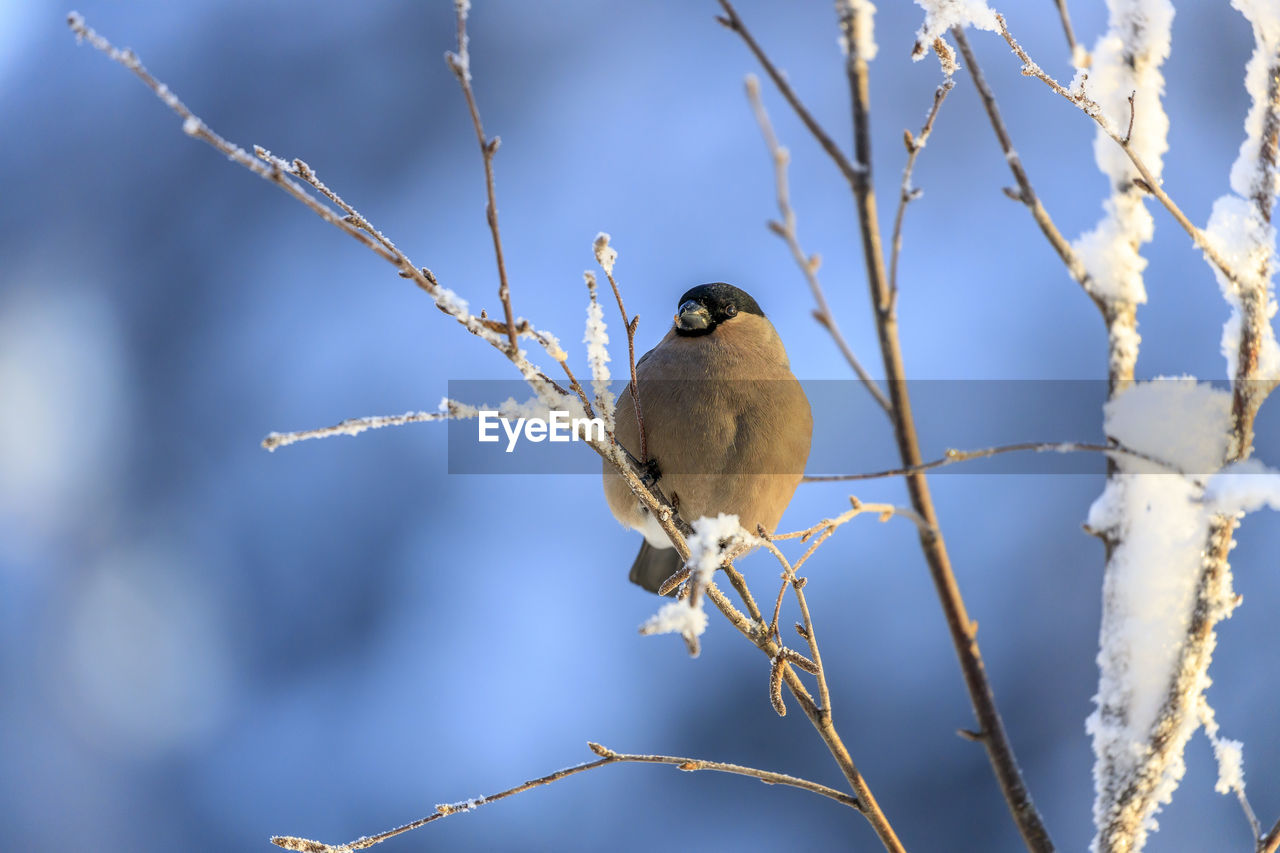 BIRD PERCHING ON BRANCH