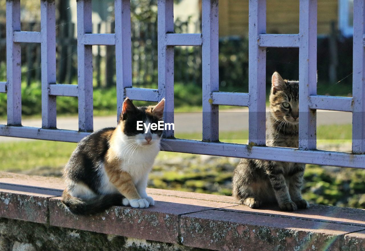 CATS SITTING ON RAILING