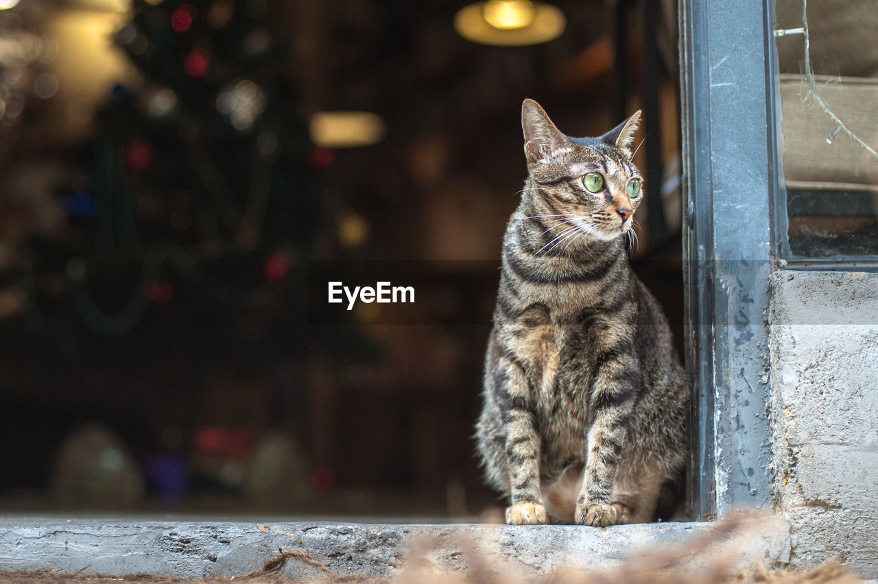 Close-up of cat looking away while sitting on doorway