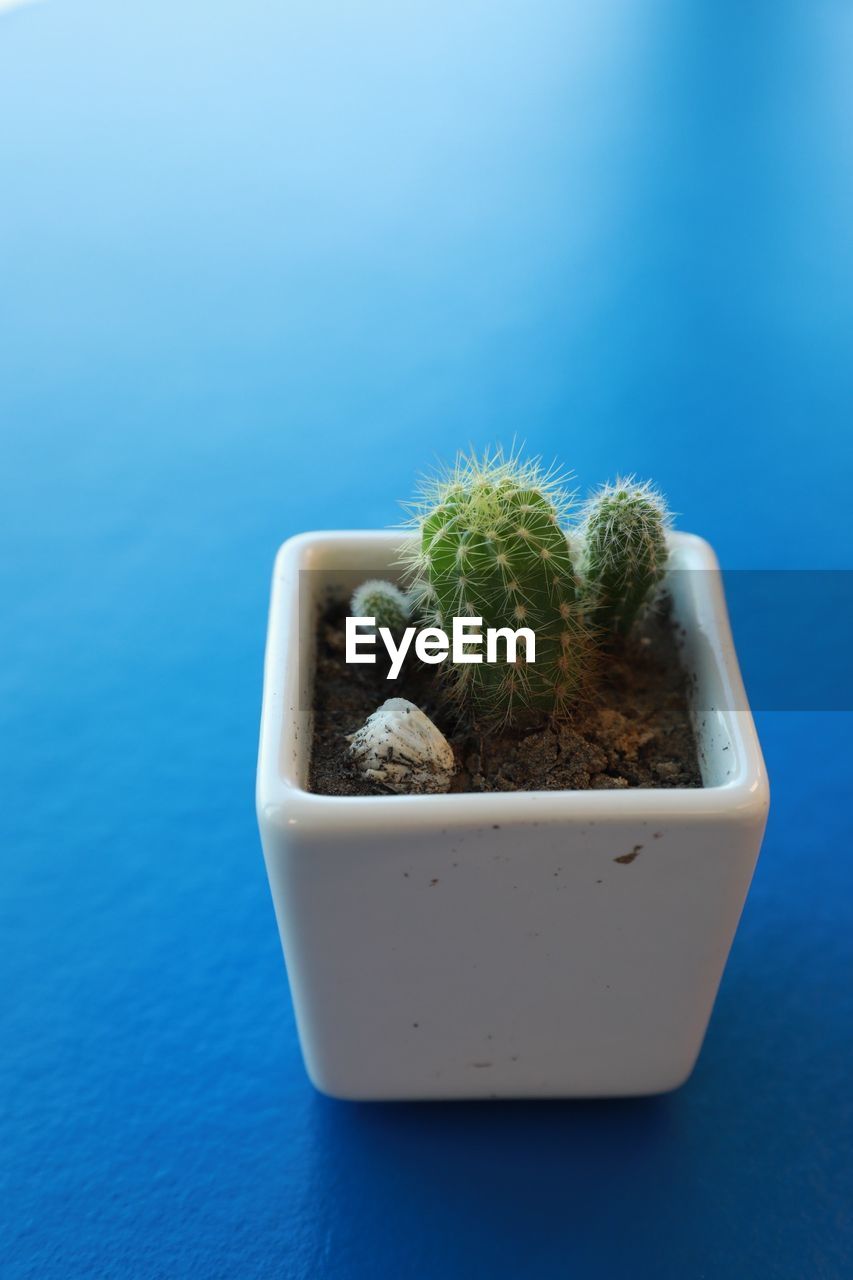 CLOSE-UP OF POTTED PLANTS ON TABLE