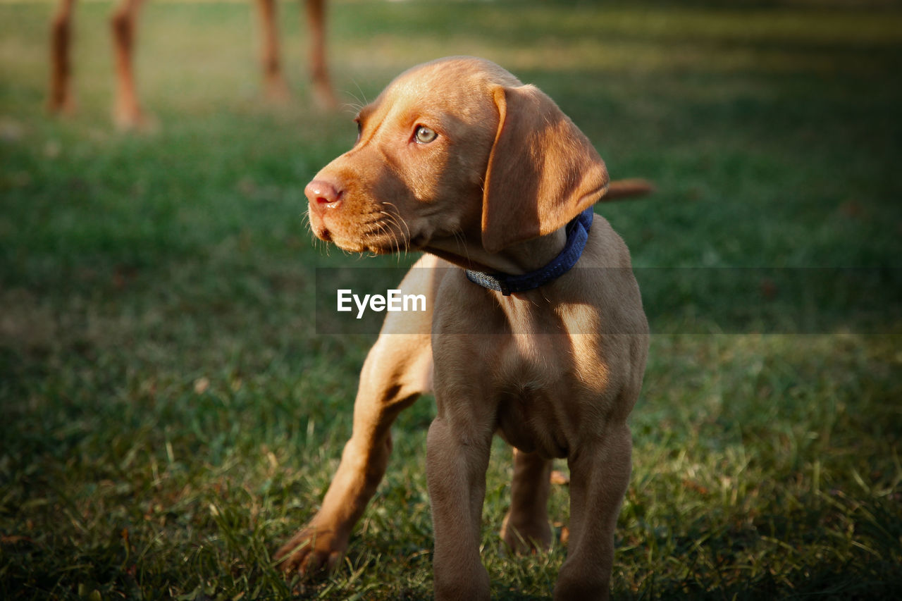 Puppy on field